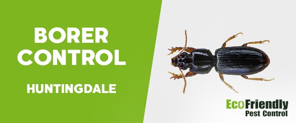 Borer Control  Huntingdale