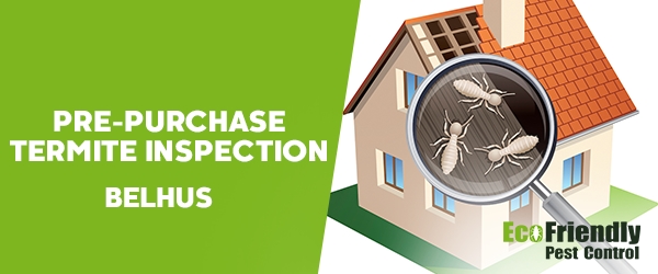 Pre-purchase Termite Inspection  Belhus