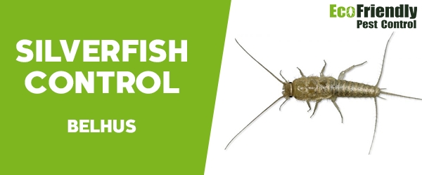 Silverfish Control  Belhus