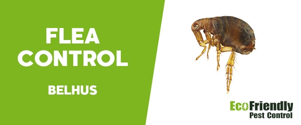 Fleas Control  Belhus