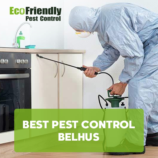 Best Pest Control  Belhus