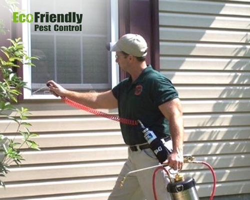 Pest Control  Cloverdale