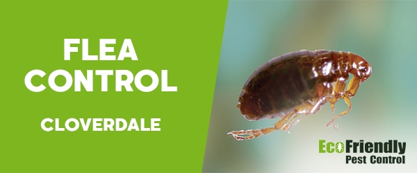 Fleas Control  Cloverdale