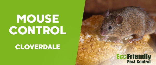 Mouse Control  Cloverdale