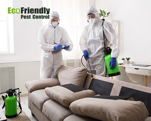 Pest Control  Redcliffe 