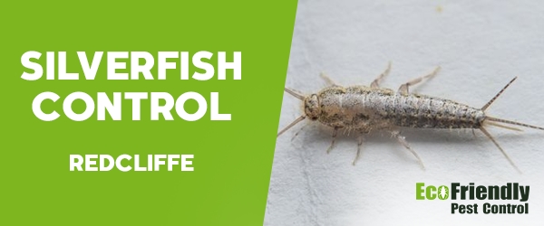 Silverfish Control  Redcliffe 