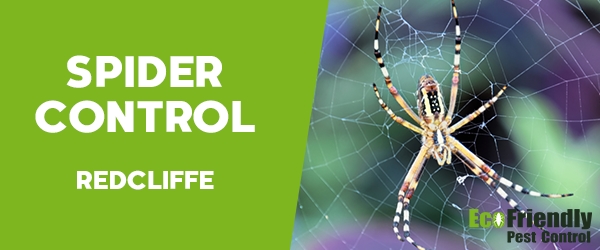 Spider Control  Redcliffe 