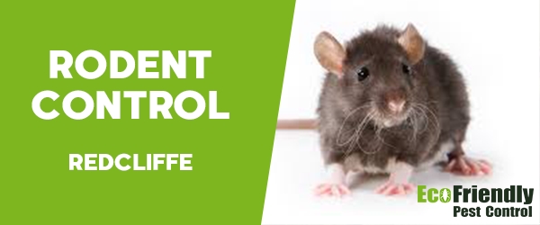 Rodent Treatment  Redcliffe 