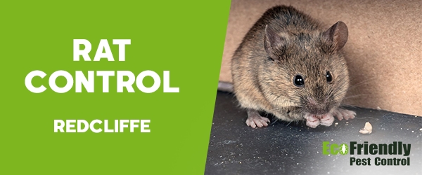 Rat Pest Control  Redcliffe 