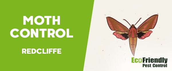 Moth Control  Redcliffe 