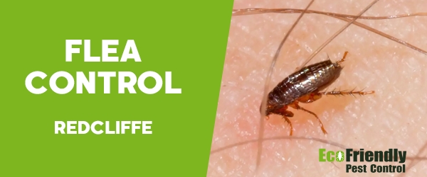 Fleas Control  Redcliffe 