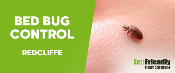 Bed Bug Control  Redcliffe 