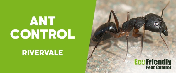 Pest Control Rivervale