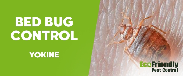 Bed Bug Control  Yokine 