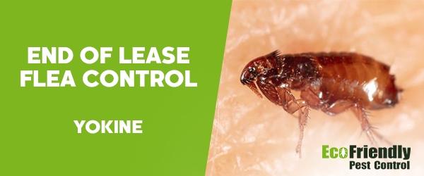 End of Lease Flea Control  Yokine 