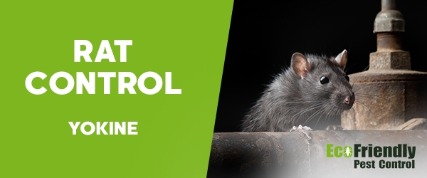 Rat Pest Control  Yokine 