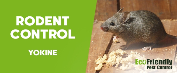 Rodent Treatment  Yokine 