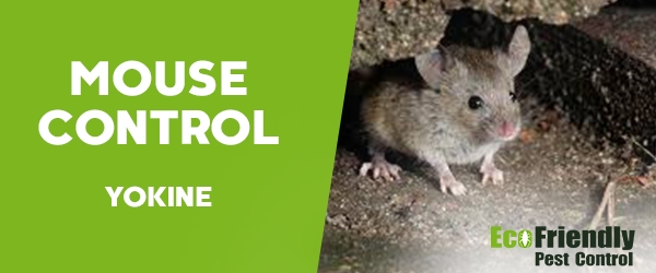 Mouse Control  Yokine 