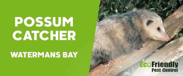 Possum Catcher  Watermans Bay 