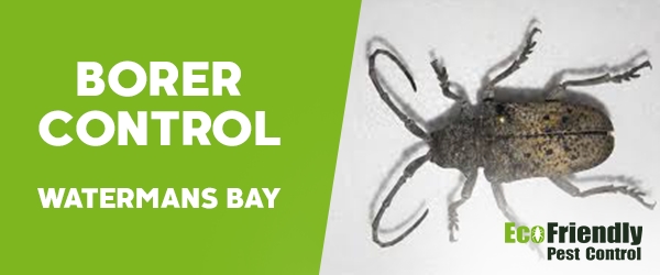 Borer Control  Watermans Bay 