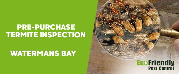 Pre-purchase Termite Inspection  Watermans Bay 