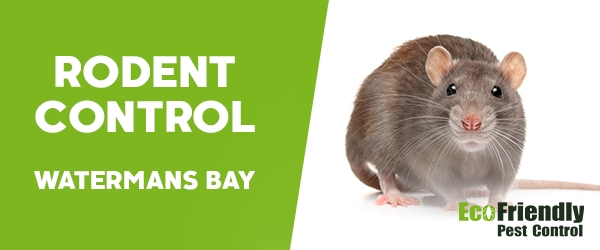 Rodent Treatment  Watermans Bay 