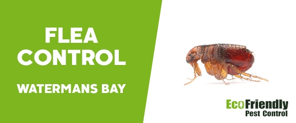 Fleas Control  Watermans Bay 