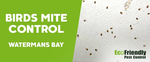 Bird Mite Control  Watermans Bay 