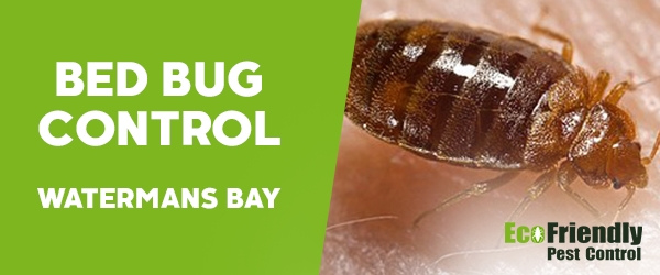 Bed Bug Control  Watermans Bay 