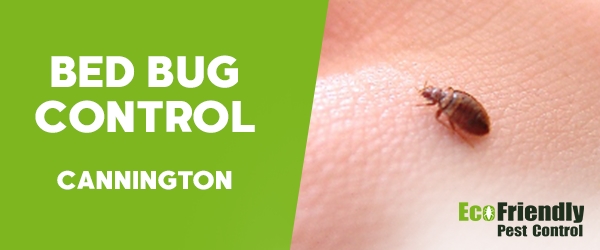 Bed Bug Control  Cannington 