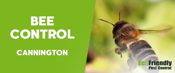 Bee Control  Cannington 