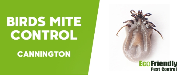 Bird Mite Control  Cannington 