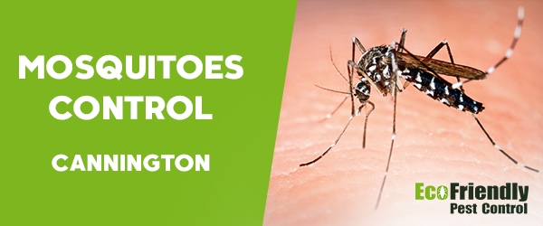 Mosquitoes Control  Cannington 