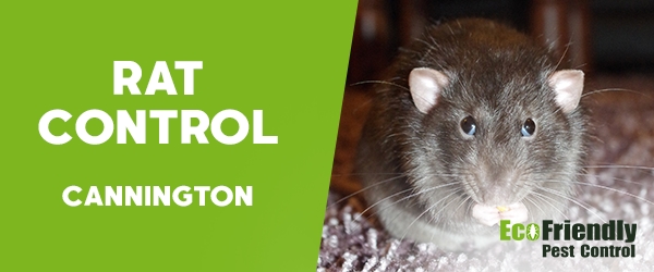 Rat Pest Control  Cannington 