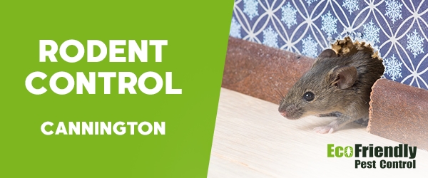 Rodent Treatment  Cannington 