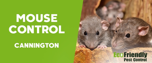 Mouse Control  Cannington 