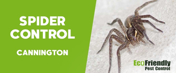 Spider Control  Cannington 