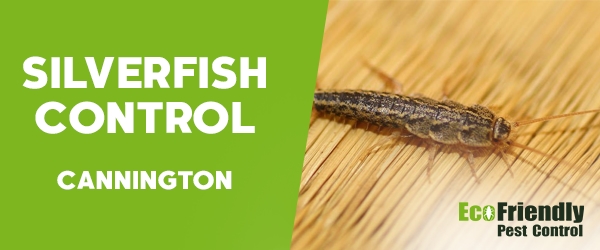 Silverfish Control  Cannington 