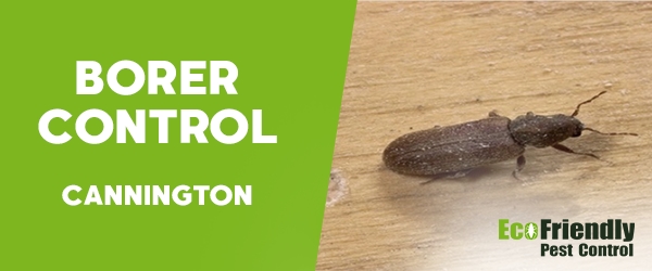 Borer Control  Cannington 