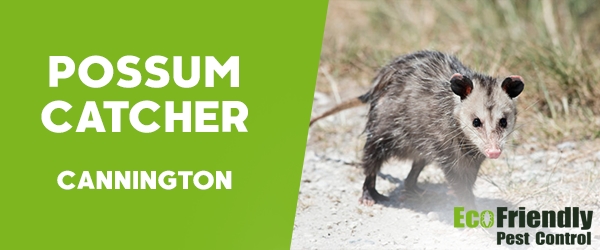 Possum Catcher  Cannington 