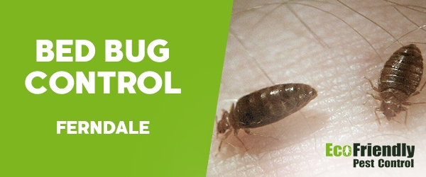 Bed Bug Control  Ferndale 