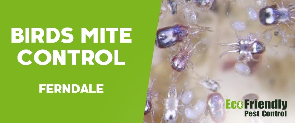 Bird Mite Control  Ferndale 