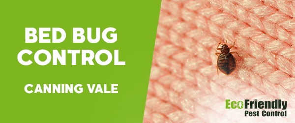 Bed Bug Control Canning Vale