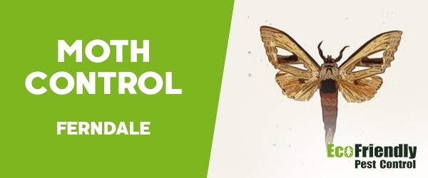 Moth Control  Ferndale 