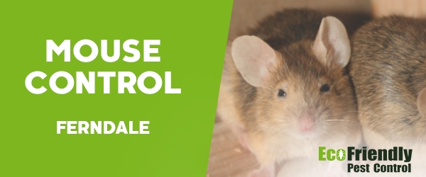 Mouse Control  Ferndale 