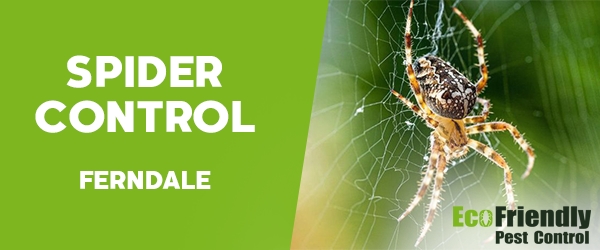 Spider Control  Ferndale 