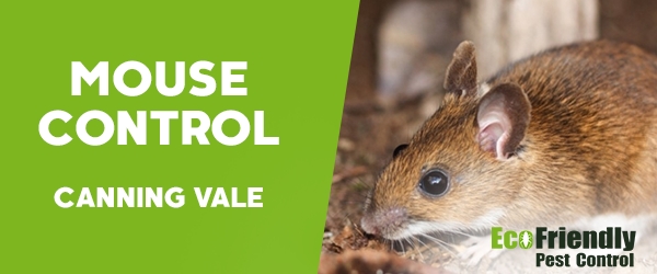 Pest Control Canning Vale