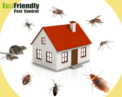 Pest control Lynwood