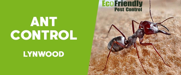 Ant Control Lynwood