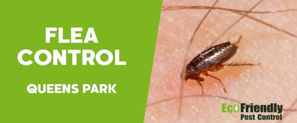 Fleas Control  Queens Park 